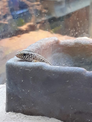 Pet Store «Animal Ark Pet Stores», reviews and photos, 33 Center St, Orem, UT 84057, USA