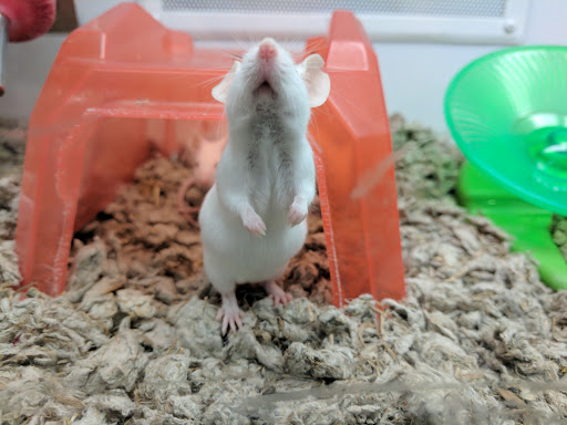 Pet Supply Store «Petco Animal Supplies», reviews and photos, 9311 192nd Ave E, Bonney Lake, WA 98391, USA