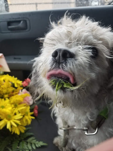 Florist «Yorba Linda Flowers», reviews and photos, 909 E Yorba Linda Blvd h, Placentia, CA 92870, USA