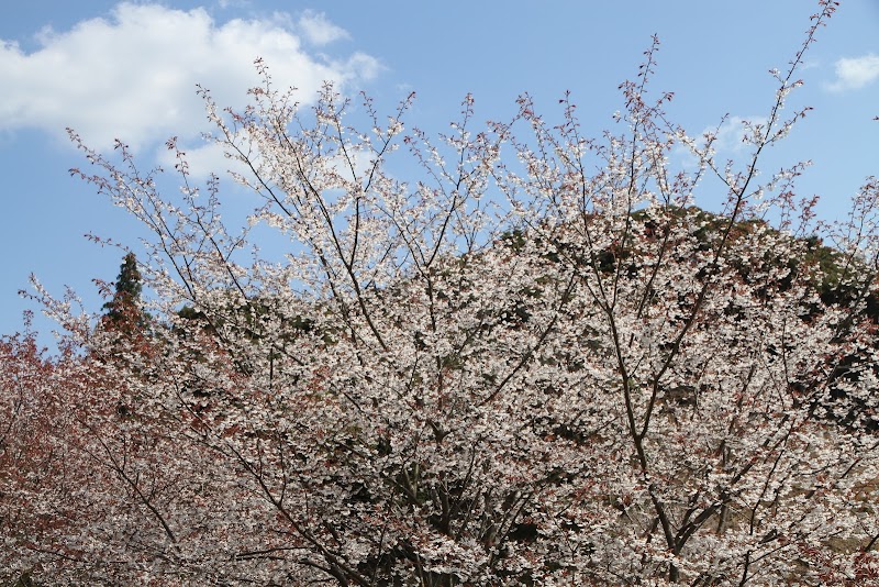 海老谷桜