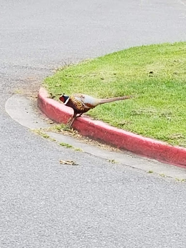 Park «Marymoor Park», reviews and photos, 6046 West Lake Sammamish Pkwy NE, Redmond, WA 98052, USA