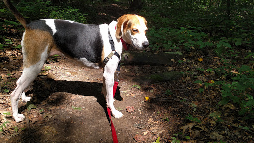 Nature Preserve «Sadsbury Woods Preserve», reviews and photos, Ramblewood Dr & Northwood Dr, Coatesville, PA 19320, USA