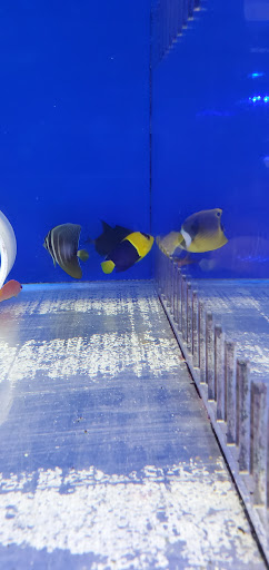 Aquarium «VIP Reef Aquarium», reviews and photos, 16300 SW 137th Ave #121, Miami, FL 33177, USA