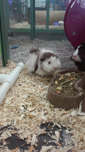 Pet Store «Petland», reviews and photos, 415 Mary Esther Cut Off NW G, Fort Walton Beach, FL 32548, USA