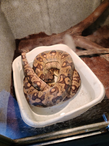 Pet Store «CUSTOM CREATURES PET SHOP», reviews and photos, 10727 N 19th Ave, Phoenix, AZ 85029, USA