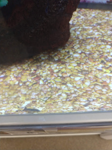 Pet Supply Store «Petco Animal Supplies», reviews and photos, 2765 Papermill Rd G-1, Reading, PA 19610, USA