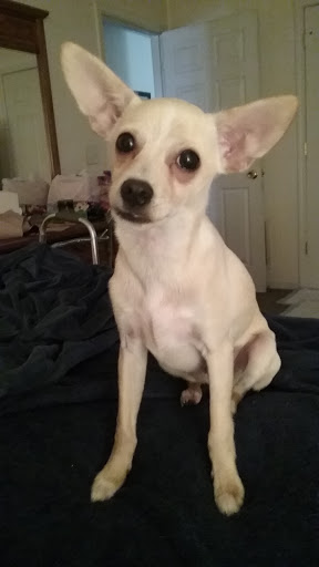 Pet Store «In The Ruff Pet Stuff», reviews and photos, 7380 Spout Springs Rd #190, Flowery Branch, GA 30542, USA