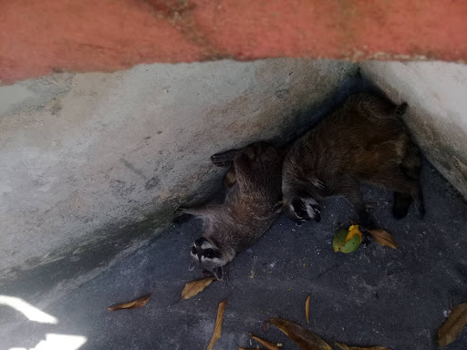 Jardín Zoológico de la Habana