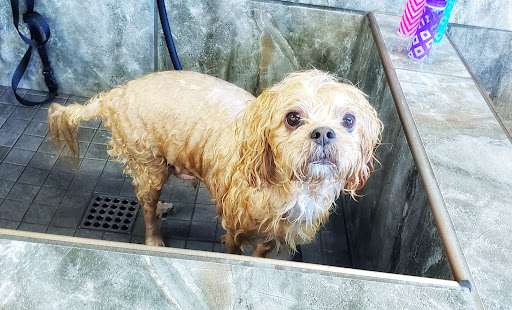 Pet Supply Store «Pet Supermarket», reviews and photos, 1185 W Granada Blvd, Ormond Beach, FL 32174, USA