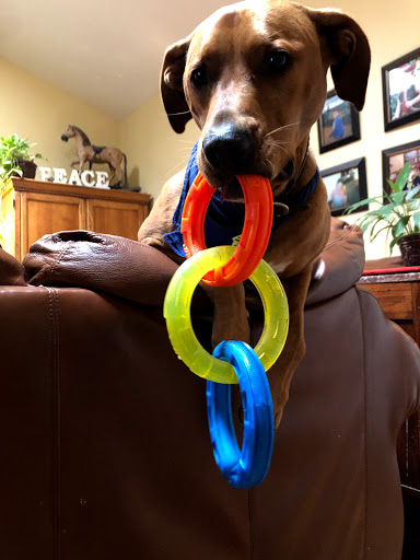 Pet Supply Store «Pet Food Max», reviews and photos, 1777 Hillsdale Ave, San Jose, CA 95124, USA