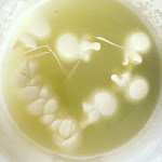 Photo n°1 de l'avis de Marcello.l fait le 07/09/2021 à 16:36 sur le  La Fattoria dell'Oasi à Formelle