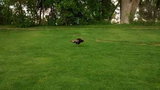 Golf Course «The Greg Mastriona Golf Courses at Hyland Hills», reviews and photos, 9650 Sheridan Blvd, Westminster, CO 80031, USA