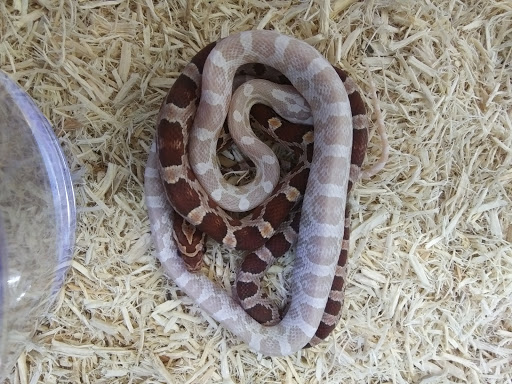 Pet Supply Store «Pet Supplies Plus», reviews and photos, 738 U.S. 9, Fishkill, NY 12524, USA