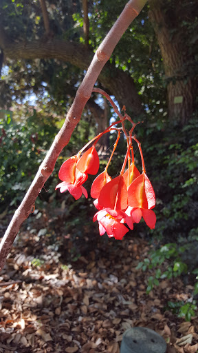 Historical Landmark «Rancho Los Cerritos, Historic Site», reviews and photos, 4600 Virginia Rd, Long Beach, CA 90807, USA