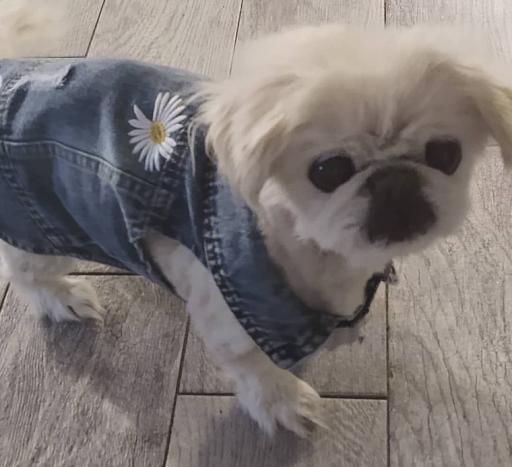 Pet Supply Store «Petco Animal Supplies», reviews and photos, 1670 Airport Blvd #700, Pensacola, FL 32504, USA