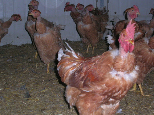 La Ferme De Philippe à Jonchery-sur-Suippe