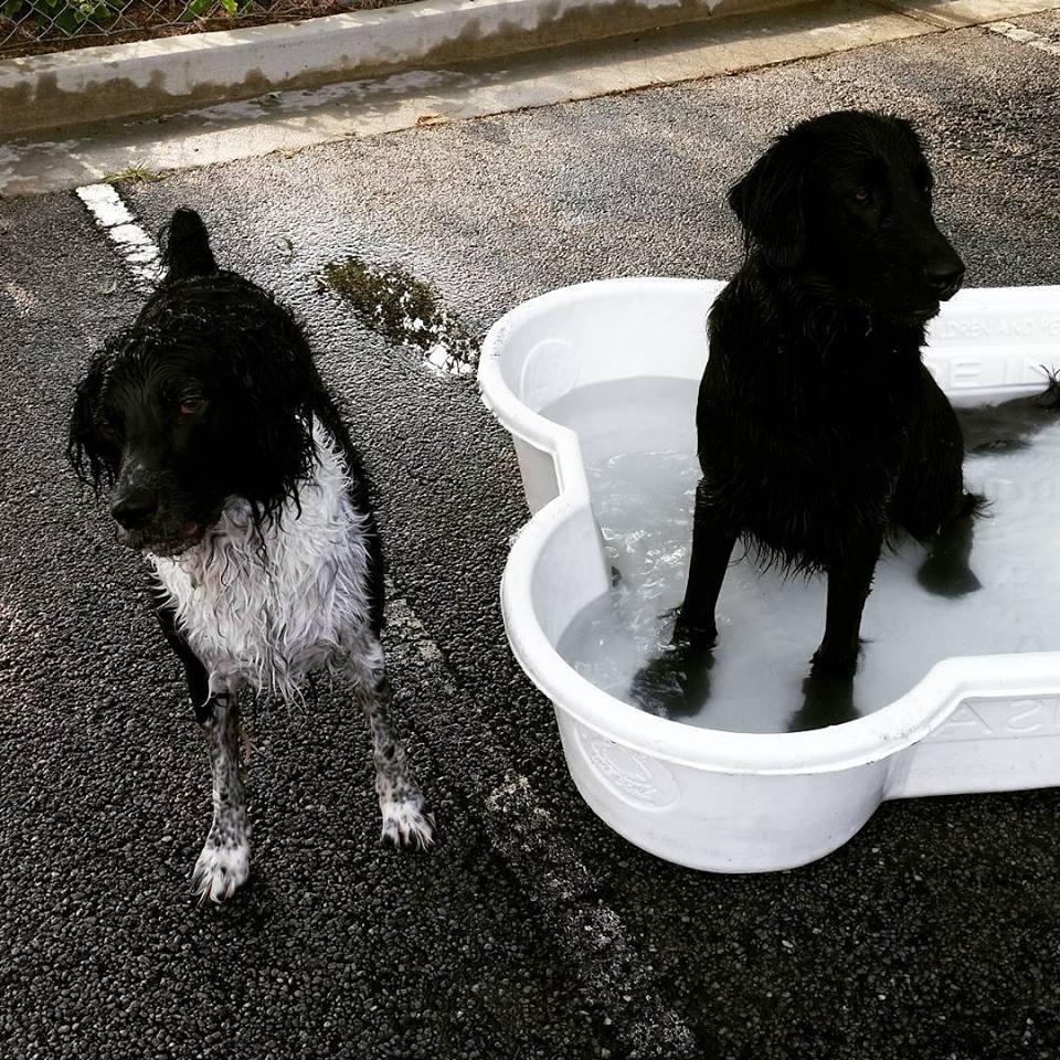 The Dog Spot Training & Enrichment Center