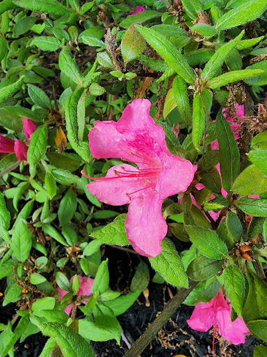 Park «Acushnet Sawmill», reviews and photos, 32 Mill Rd, Acushnet, MA 02743, USA