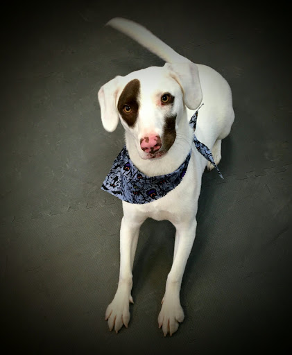 Pet Groomer «A Klassy Lassie, LLC», reviews and photos, 30 Old Jackson Rd, McDonough, GA 30252, USA