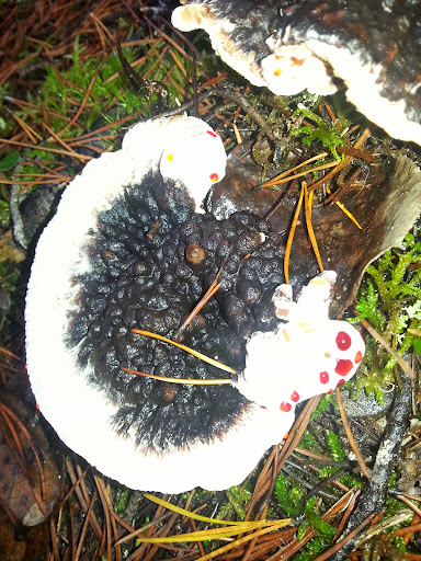 Golf Course «Ocean Dunes Golf Course», reviews and photos, 15 Onadoone Ct, Florence, OR 97439, USA