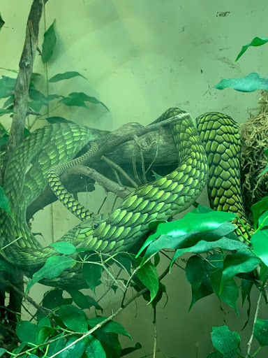 Museum «Tropical Discovery», reviews and photos, 2900 E 23rd Ave, Denver, CO 80205, USA