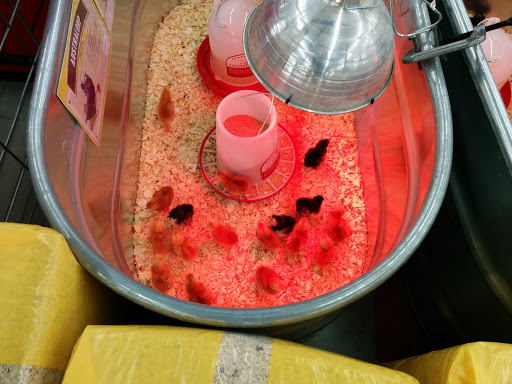 Home Improvement Store «Tractor Supply Co.», reviews and photos, 10870 Balls Ford Rd, Manassas, VA 20109, USA