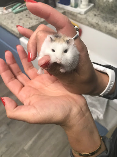 Pet Store «Forever Pets Inc», reviews and photos, 1030 Basse Rd, San Antonio, TX 78212, USA