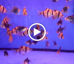 Mandala Aquarium photo
