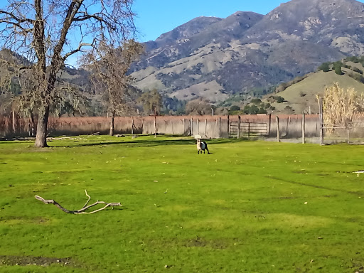Tourist Attraction «Old Faithful Geyser of California», reviews and photos, 1299 Tubbs Ln, Calistoga, CA 94515, USA