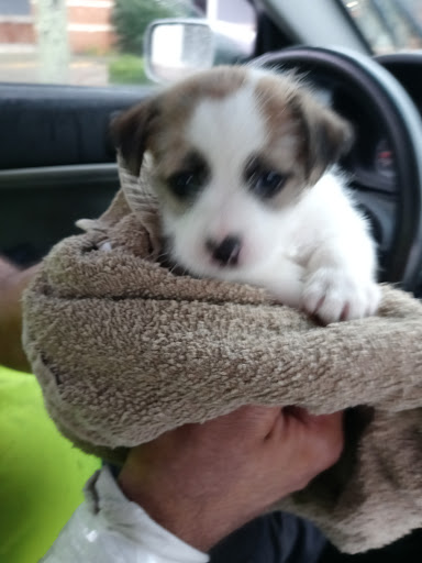 Pet Supply Store «PetSmart», reviews and photos, 351 N Frontage Rd, New London, CT 06320, USA