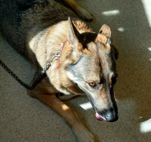 Diamond Hill Animal Hospital image