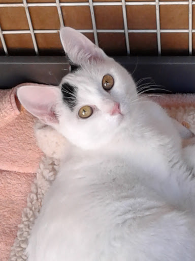 Pet Store «Bushy Tails», reviews and photos, 1087 Flushing Ave, Brooklyn, NY 11237, USA