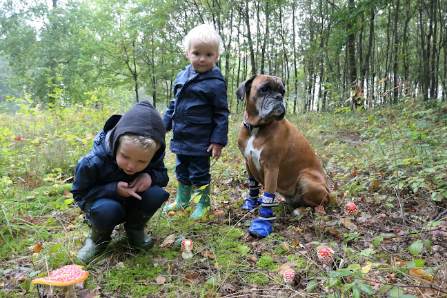 Reacties en beoordelingen van Hondenlosloopzone De Jacht Heverleebos