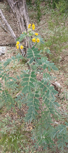 Nature Preserve «Stillhouse Hollow Nature Preserve», reviews and photos, 7810 Sterling Dr, Austin, TX 78759, USA