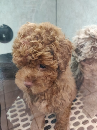 Pet Store «Pet City Pet Shops», reviews and photos, 750 Citadel Dr N # 2092, Colorado Springs, CO 80909, USA