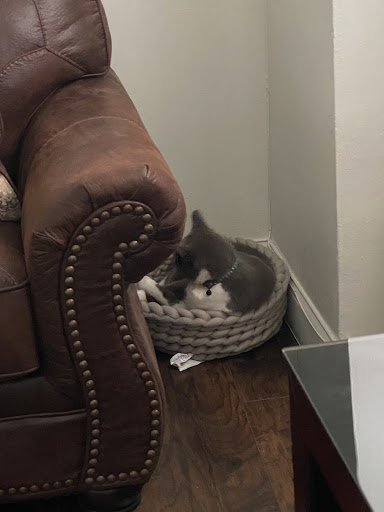 Pet Supply Store «PetSmart», reviews and photos, 2391 NJ-66, Ocean Township, NJ 07712, USA