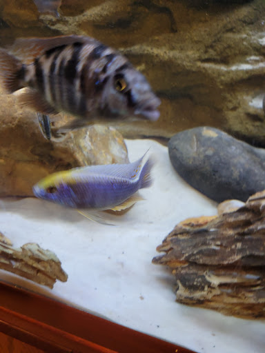 Tropical Fish Store «Xtreme Fish & Pets», reviews and photos, 11415 Bellaire Blvd # A, Houston, TX 77072, USA