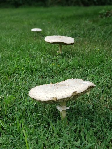 Museum «Staten Island Museum», reviews and photos, 75 Stuyvesant Pl, Staten Island, NY 10301, USA