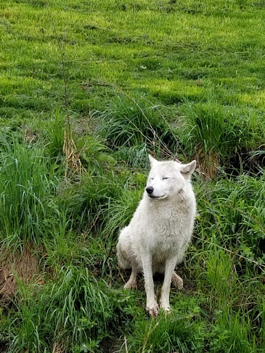 Cotton Family Wolf Wilderness