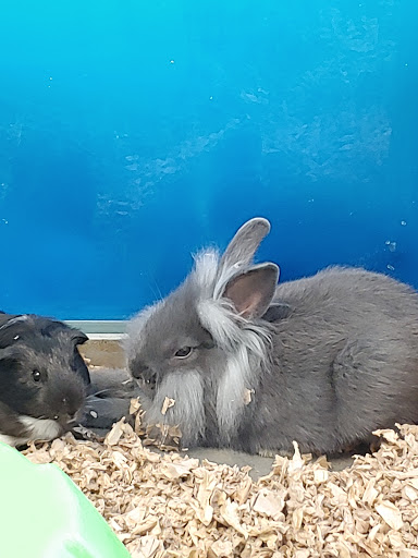 Pet Store «Claremont Pet & Aquarium Center», reviews and photos, 201 Washington St, Claremont, NH 03743, USA