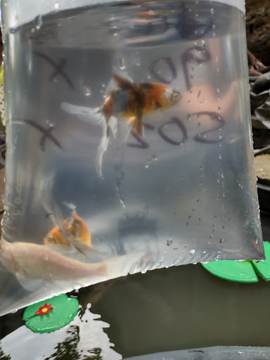 Pet Supply Store «Broad Mountain Pet Supply», reviews and photos, 151 E Laurel St, Frackville, PA 17931, USA