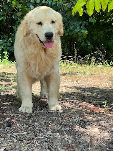 Shopping Mall «Asheville Market», reviews and photos, 4 S Tunnel Rd, Asheville, NC 28805, USA