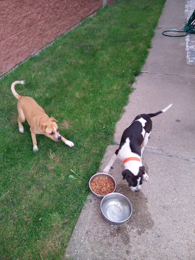 Collinsville Veterinary Clinic image