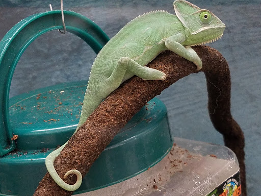 Pet Supply Store «Petco Animal Supplies», reviews and photos, 16248 FL-54, Odessa, FL 33556, USA