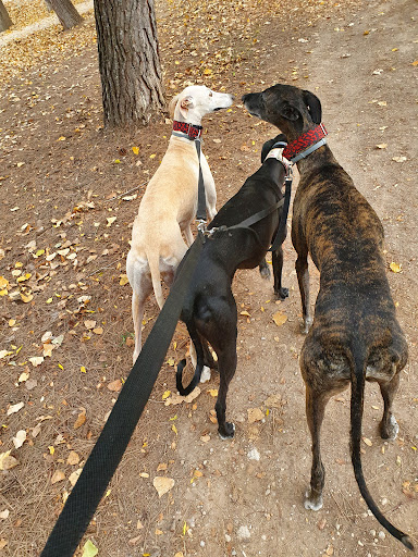 Clínica Veterinaria Veses en Llíria