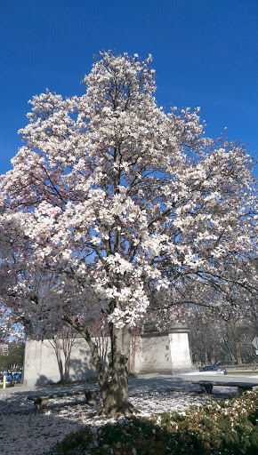 Art Museum «Baltimore Museum of Art», reviews and photos, 10 Art Museum Dr, Baltimore, MD 21218, USA