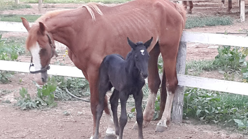 Club Hípico Equus en Lardero, La Rioja