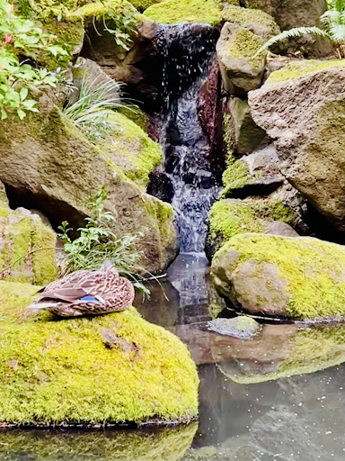 Garden «Portland Japanese Garden», reviews and photos, 611 SW Kingston Ave, Portland, OR 97205, USA