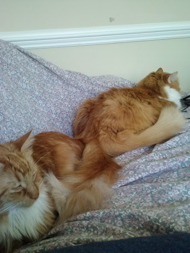 Pet Supply Store «Petco Animal Supplies», reviews and photos, 309 Worth Ave #123, Stafford, VA 22554, USA