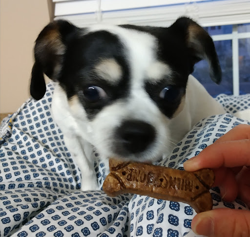 Pet Supply Store «Pet Supplies Plus», reviews and photos, 5629 Stone Rd, Centreville, VA 20120, USA